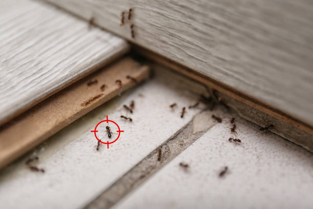 Best Cockroach Control Services  in Junction City, OR