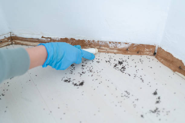 Best Cockroach Control Services  in Junction City, OR