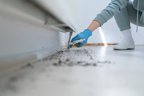 Best Termite Control Services  in Junction City, OR