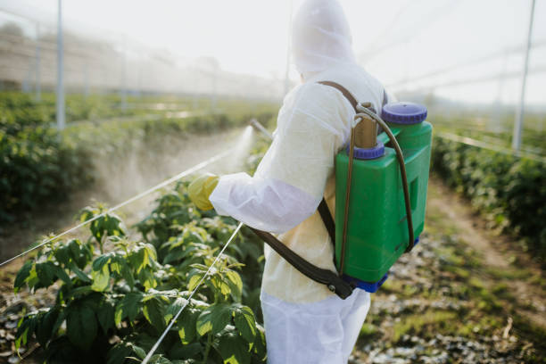 Best Ant Control Services  in Junction City, OR
